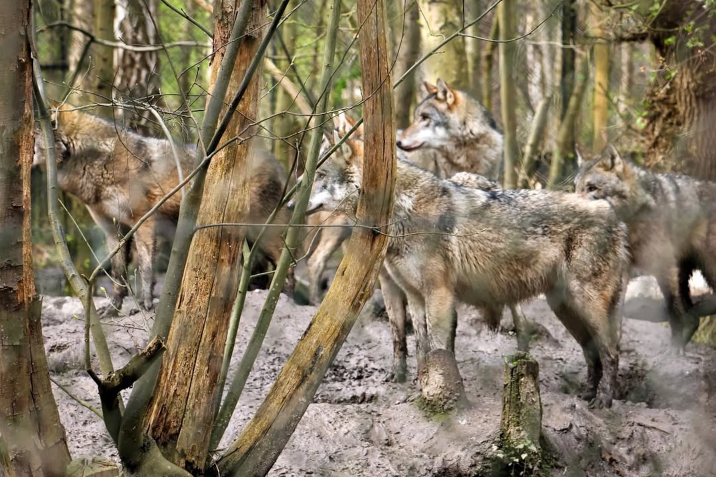 Sacrifican cinco lobos en parque del Reino Unido tras episodios de violencia extrema