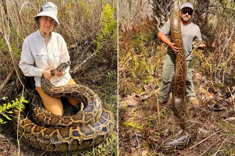 Organizaciones ambientales y autoridades de Florida intensifican la lucha contra las pitones birmanas, una amenaza para la biodiversidad local.