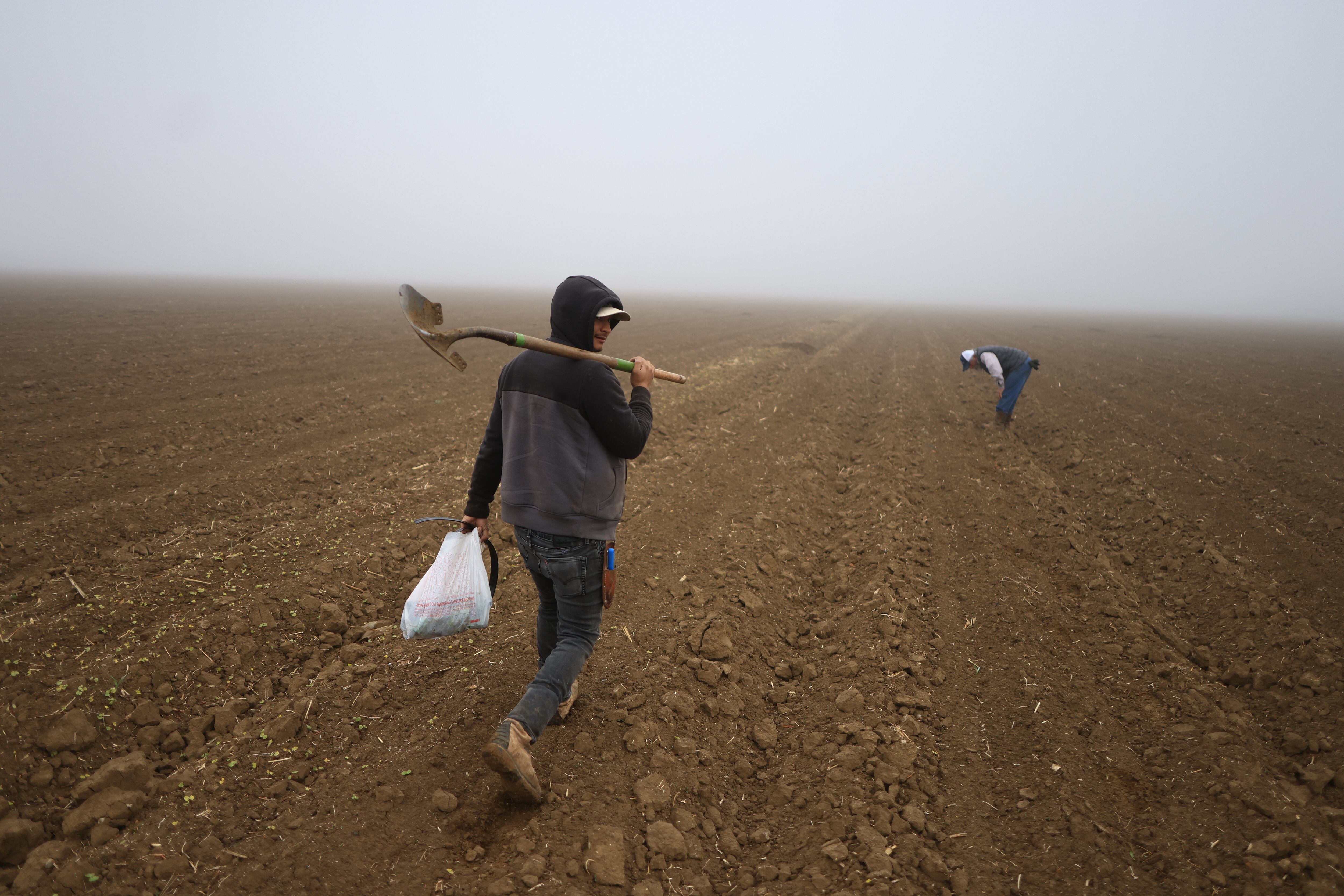 Un trabajador indocumentado camina en una granja agrícola con herramientas en Firebaugh, en California.