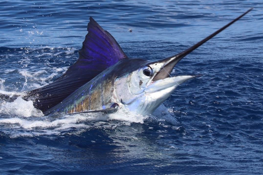 La Sala Constitucional halló un riesgo ambiental en los dispositivos anclados que se usan en la pesca deportiva en Costa Rica.