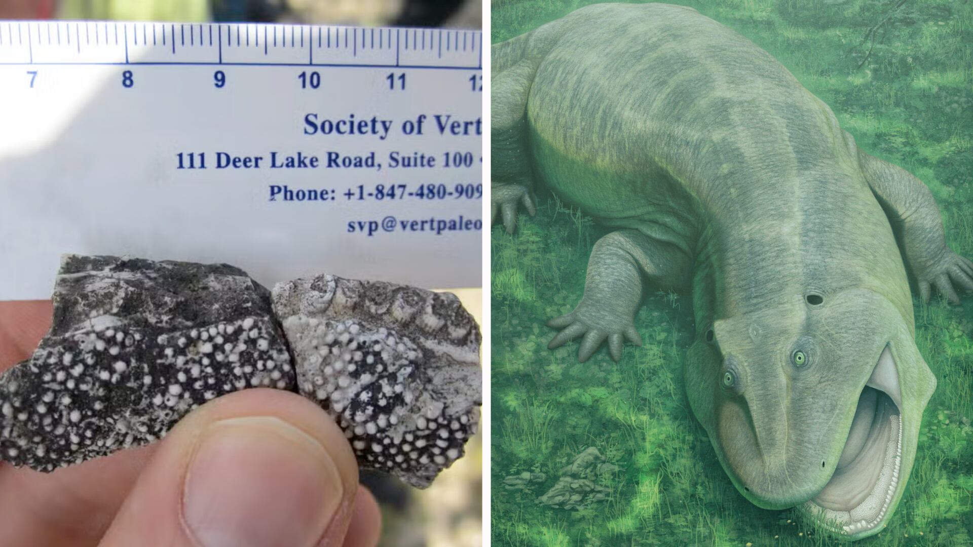 Científicos identifican en Brasil a 'Tanyka amnicola', un extraño tetrápodo del Permiano con mandíbula torcida que aporta pistas sobre ecosistemas antiguos.