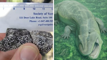 Hallazgo en el Amazonas está dando la vuelta al mundo: científicos quedan impactados ante raro descubrimiento