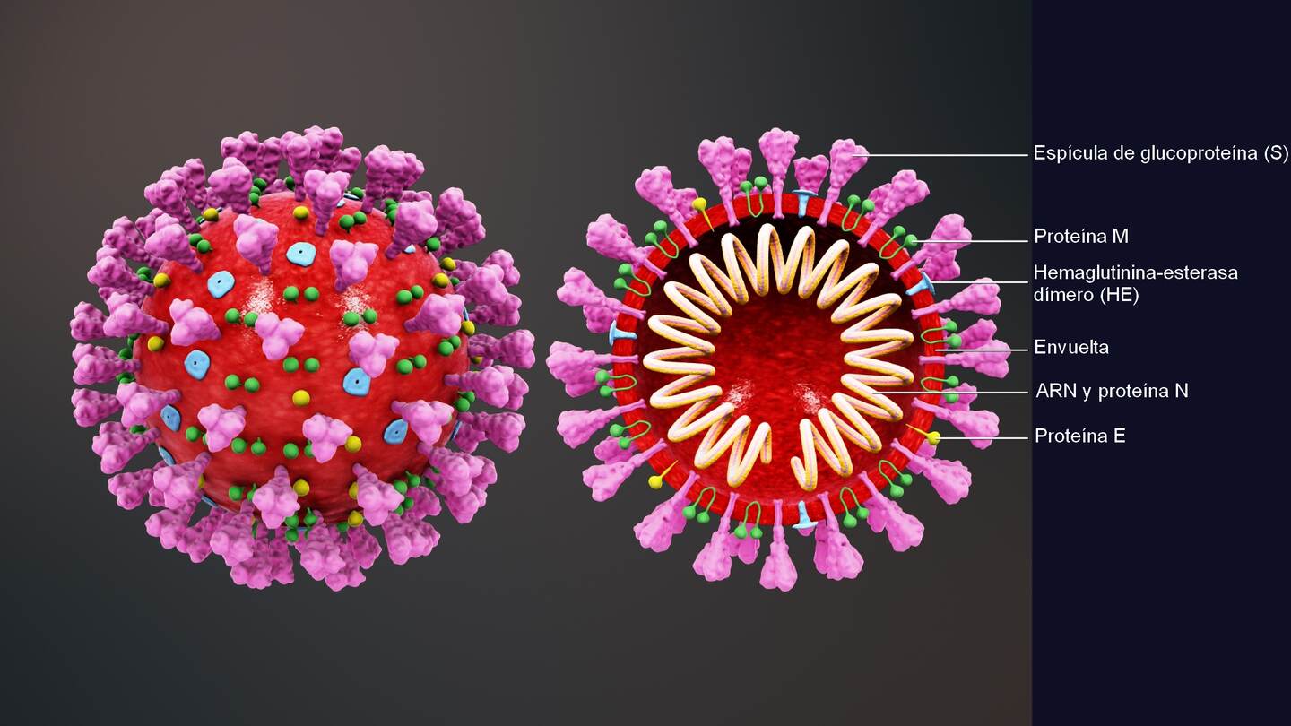 Estas son las proteínas del virus SARS-CoV-2, causante de la covid-19.
Imagen: Wikimedia commons