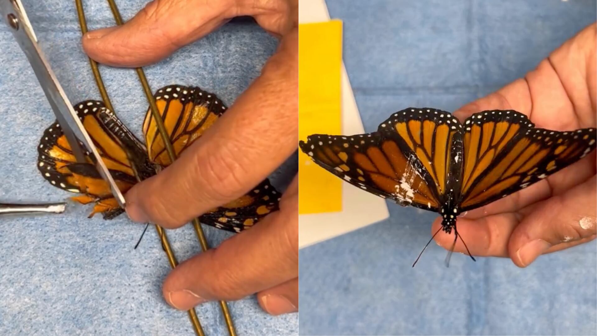 Una mariposa monarca con un ala rota fue operada y volvió a volar en Estados Unidos; utilizaron el ala de un ejemplar muerto.