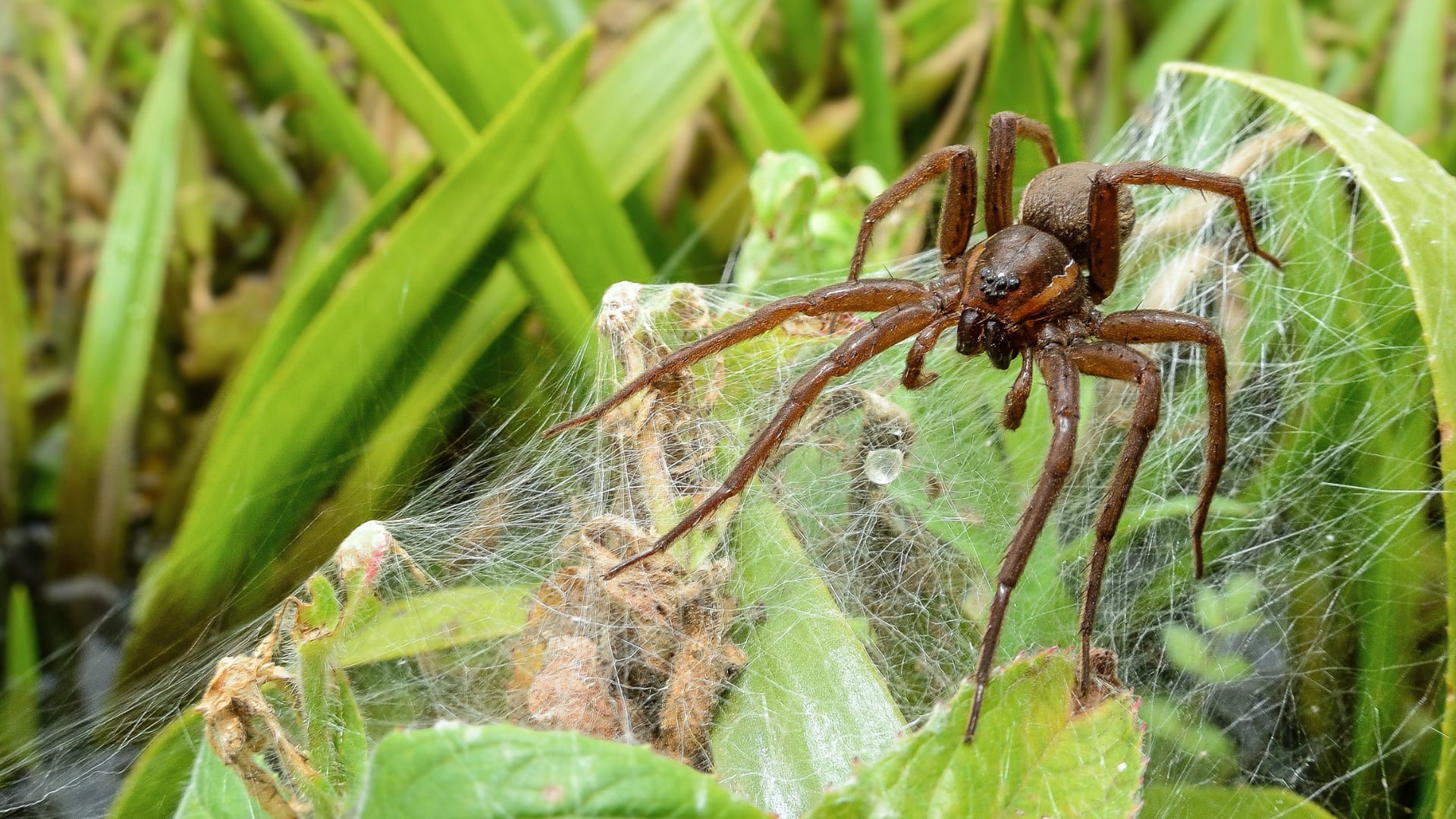 La gran araña de jangada, un arácnido del tamaño de un roedor, regresa al Reino Unido tras estar en peligro de extinción, habitando ahora en reservas naturales.