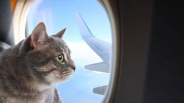 Senasa advierte sobre los requisitos obligatorios para ingresar con mascotas a Costa Rica