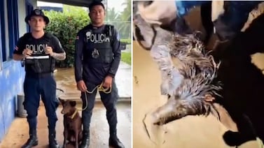 ‘Camila’ fue hallada gracias a sus aullidos en un túnel inundado en Crucitas: policías la salvaron a tiempo