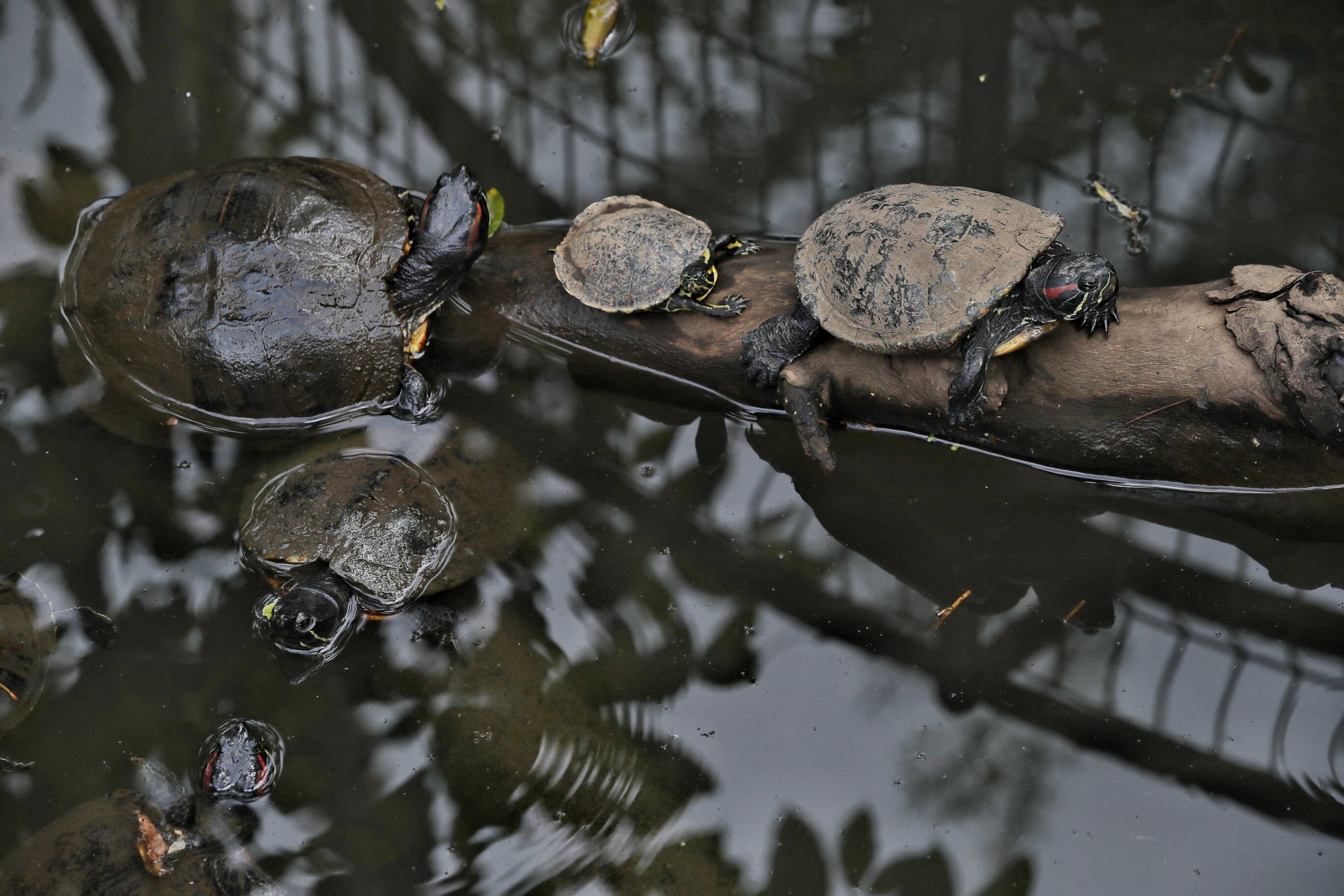 30/12/2023/ ticos visitan Rescate Wildlife Rescue Center Zooave como plan familiar para terminar el año / foto John Durán
