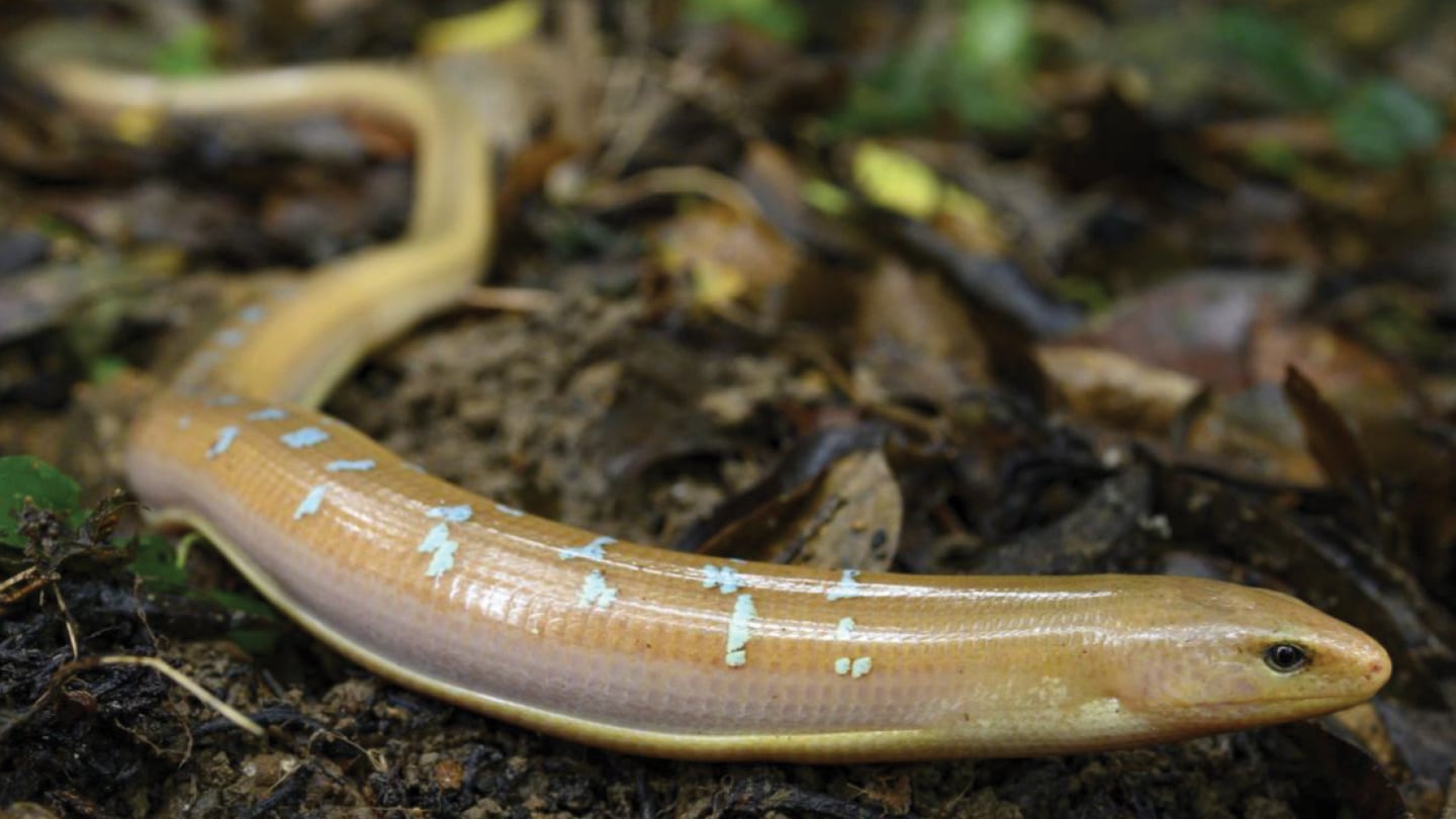Cobra o lagarto: estudio resuelve misterio centenario sobre reptil sin patas en Asia