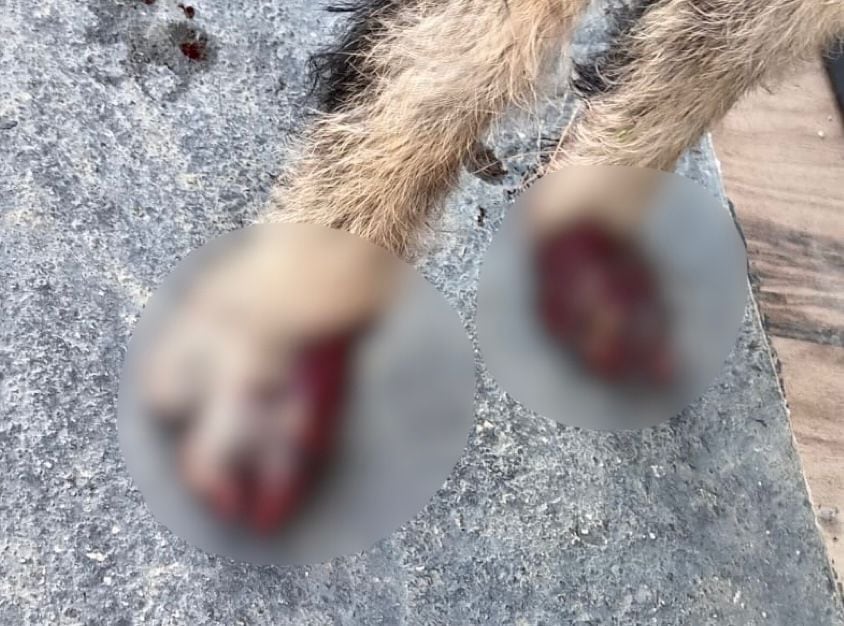 Un motociclista arrastró a un perro atado a su vehículo en Horquetas de Sarapiquí.