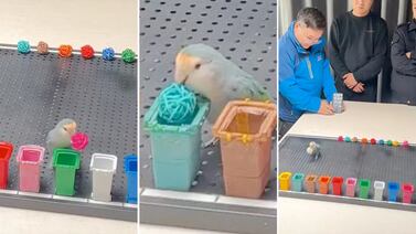 Un loro logra insólito récord mundial: clasifica colores con precisión en solo 33,5 segundos