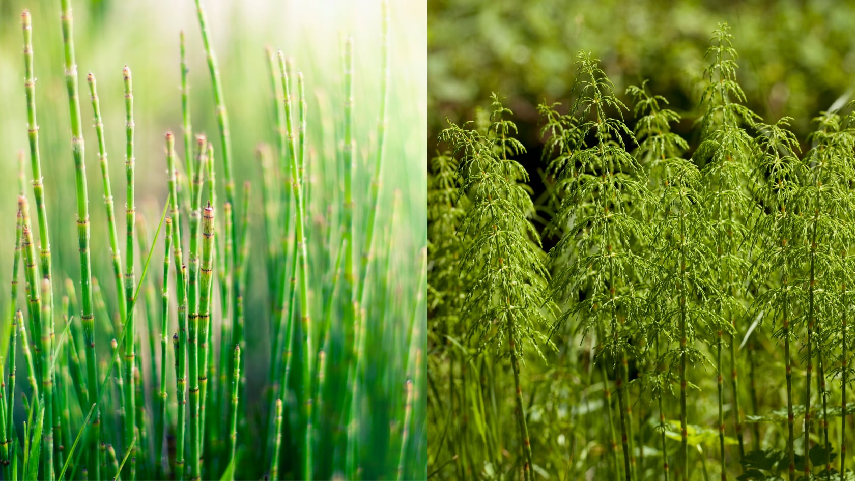 Una planta de 400 millones de años produce agua con composición similar a meteoritos y obliga a ajustar modelos climáticos históricos.