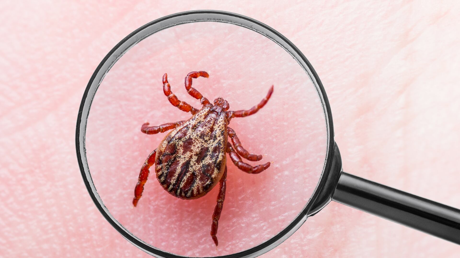 La Borrelia burgdorferi se aloja en ciertas garrapatas y estas transmiten la enfermedad a los humanos.