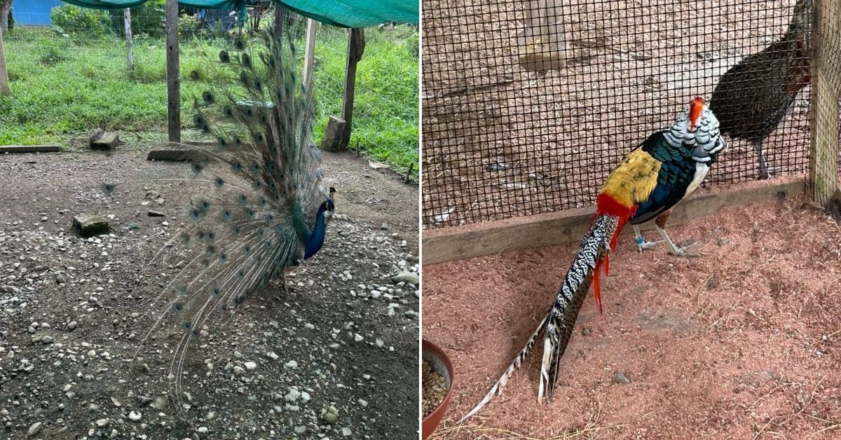 Caza y tenencia de vida silvestre en Piedras Blancas de Osa