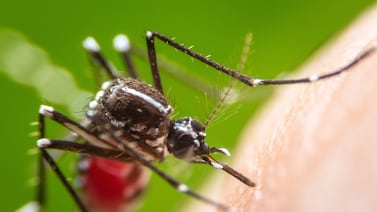 Costa Rica registra seis casos de chikungunya en 2026: nuevo contagio sería importado desde Nicaragua