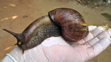 Alerta en Heredia por expansión del caracol gigante africano: confirman presencia en segunda comunidad