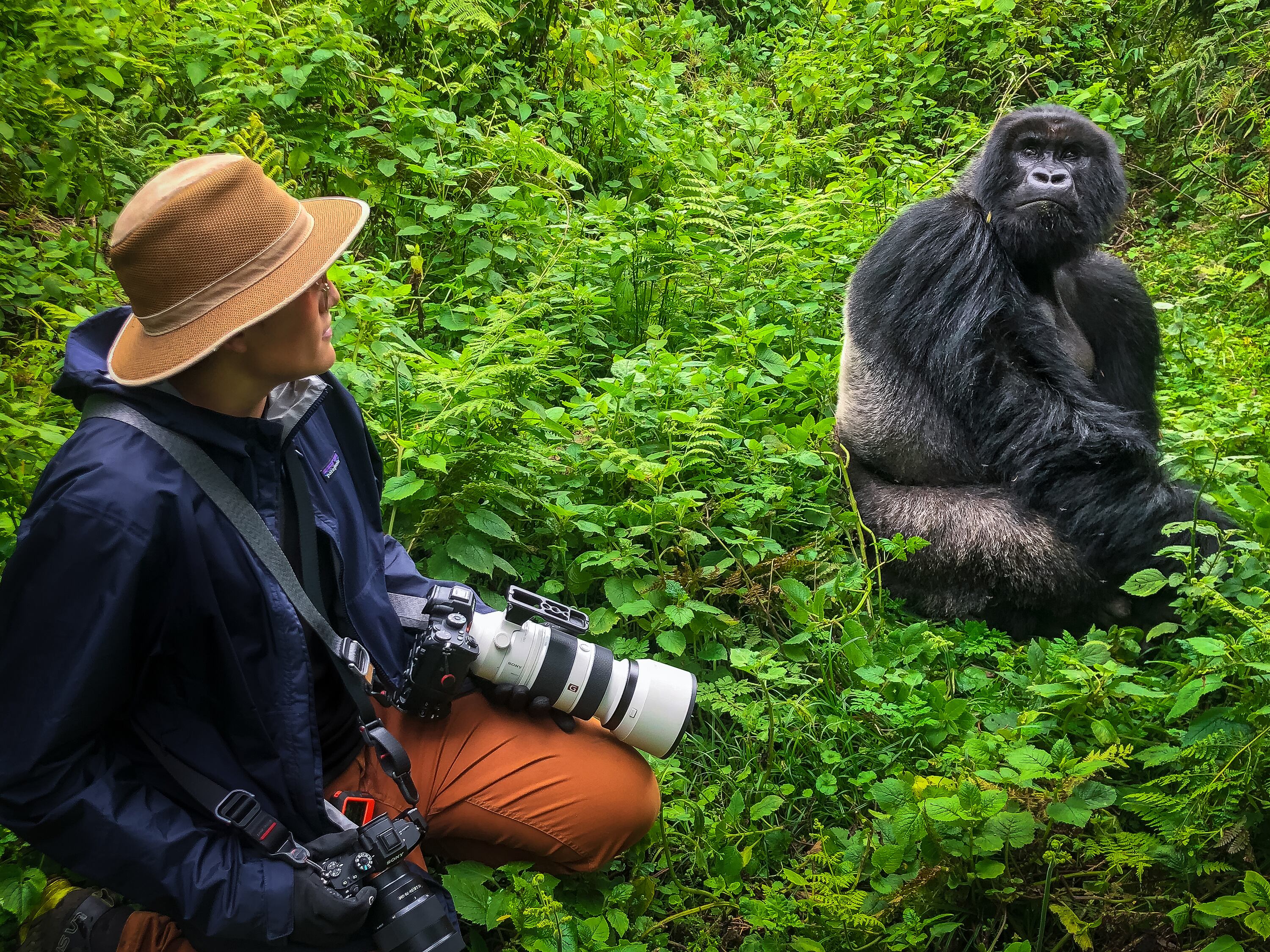 Luis Solano en contacto cercano con un gorila, una experiencia que refleja su respeto y conexión profunda con la fauna salvaje.