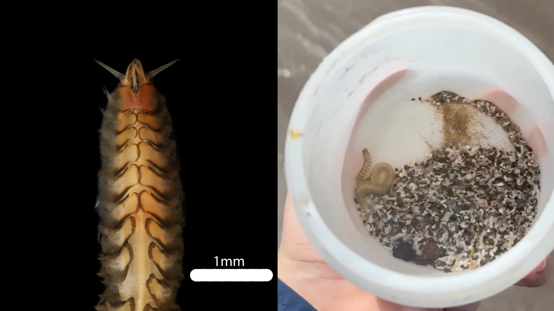 La especie fue hallada en arena húmeda de Playa Naranjo y recibió el nombre Sthenelais onca por su parecido con un jaguar.