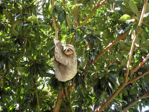 Para materializar todos los proyectos, la fundación cuenta con diversas estrategias de recaudación de fondos, como el programa de “adopción” de osos perezosos a través de botones específicos