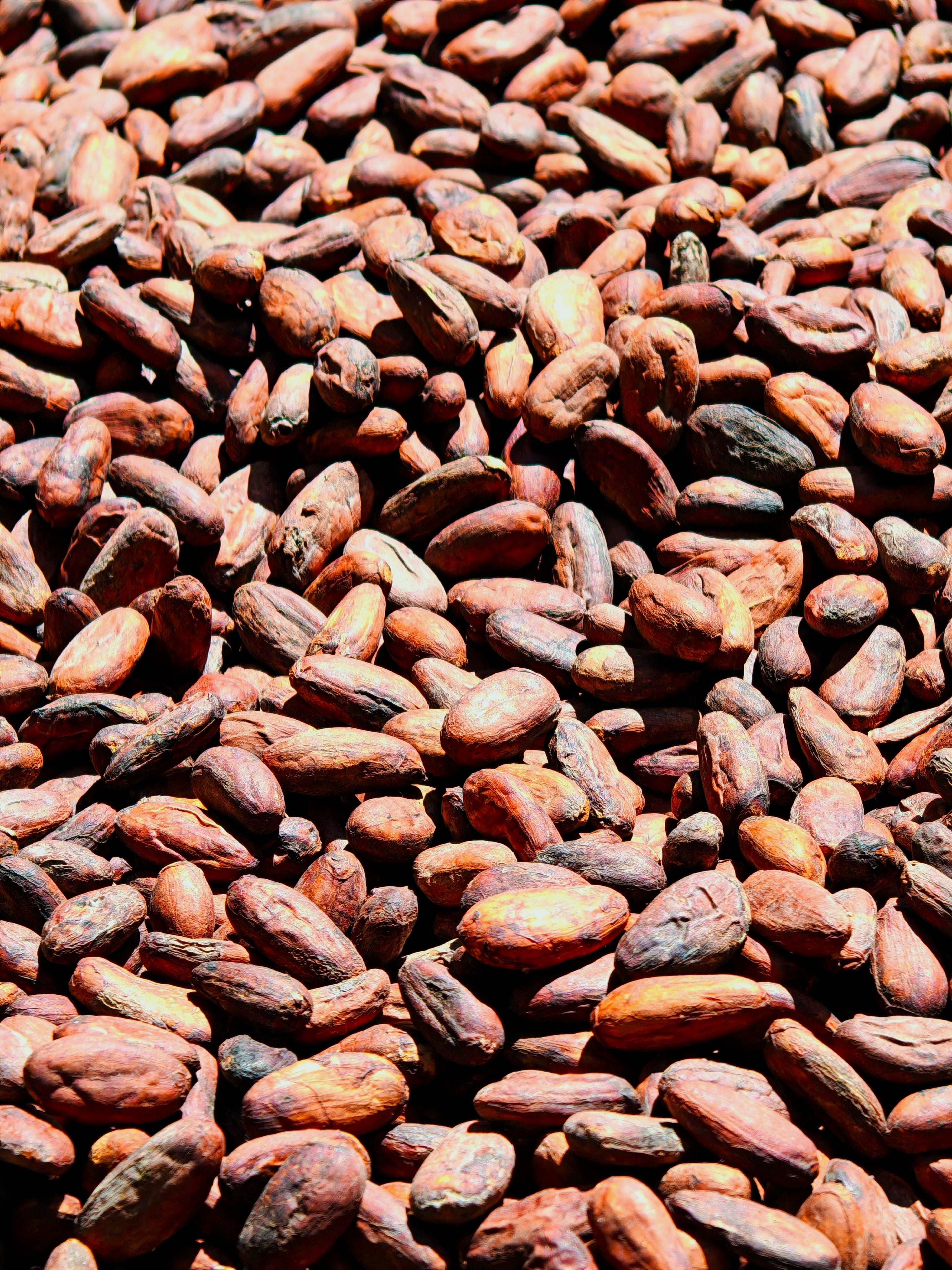 ¿Qué diferencia al chocolate del cacao? ¿Qué diferencia a un chocolate de 70% de pureza, de uno de 90% de pureza? ¿Qué diferencia hace que en ese 30% restantes se agregue leche? ¿Qué diferencia hace el método de tostado? Todos estos factores influyen no solo en el sabor del producto, sino en el impacto que este tendrá en su salud.
