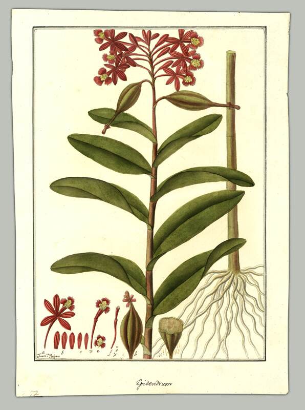 ‘Epidendrum corymbosum’, ilustración elaborada por Francisco Pulgar. Fotografía: Franco Pupulin para LN.