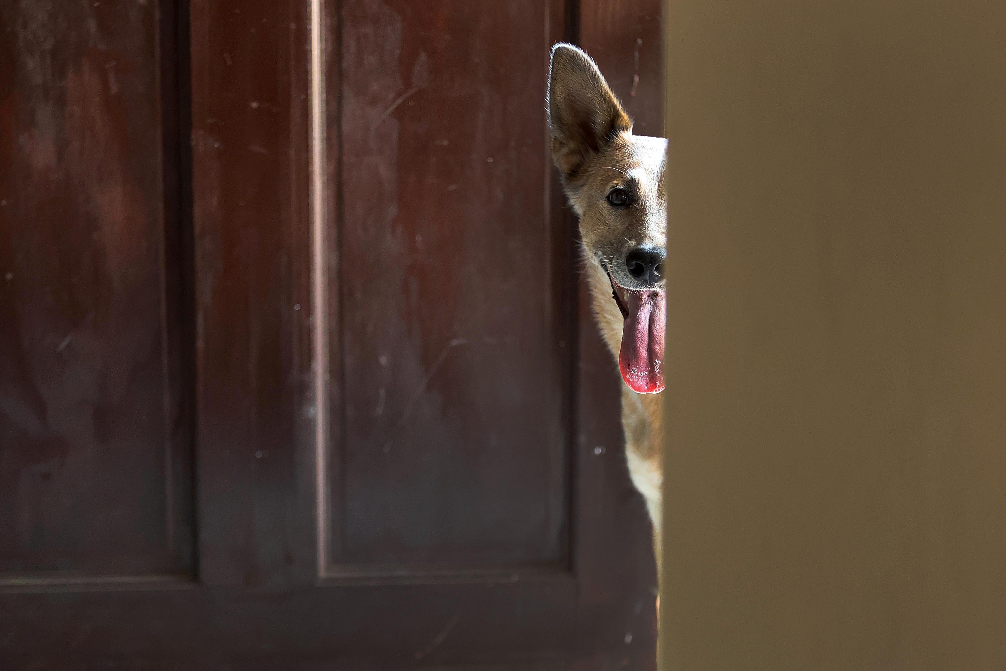 25/04/2024 San Ramón. Logan, el perro tico más seguido en redes sociales es un boyero australiano. Su dueño, Kevin Argüello, se apoya en la fama del enérgico y gracioso animal para ayudar a otros perros. Foto: Rafael Pacheco Granados