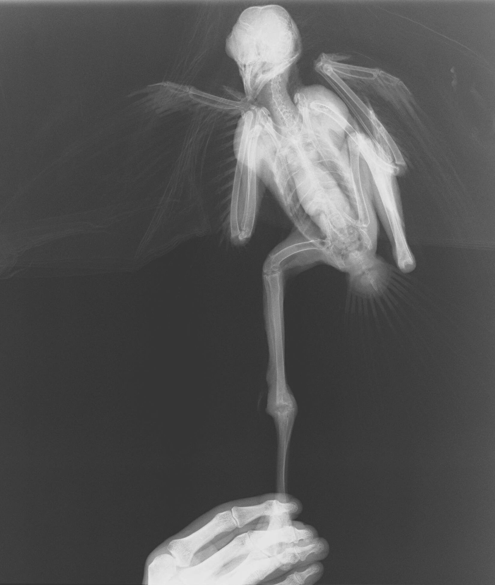 Un gavilán chapulinero (Buteo magnirostris) fue atacado por un gato doméstico y la lesión le causó una artritis séptica.