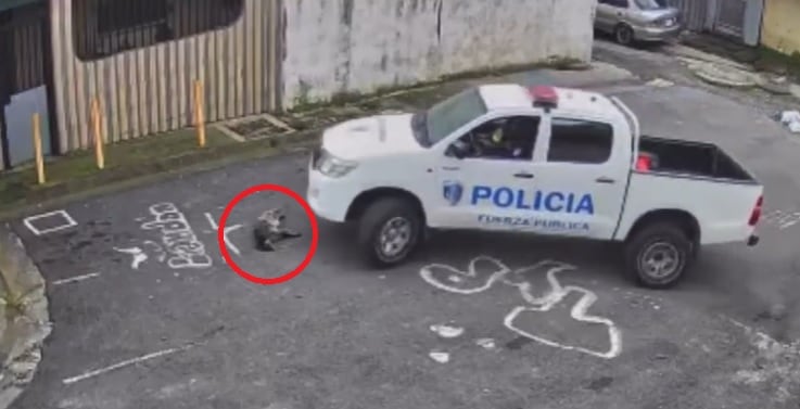 Perro es atropellado por dos patrullas de Fuerza Pública.