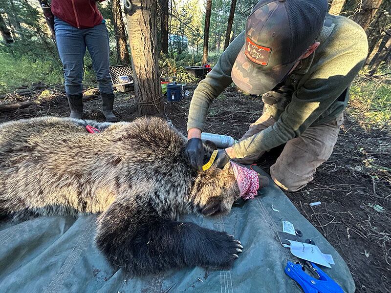 Una mujer cuida a un oso grizzly herido.