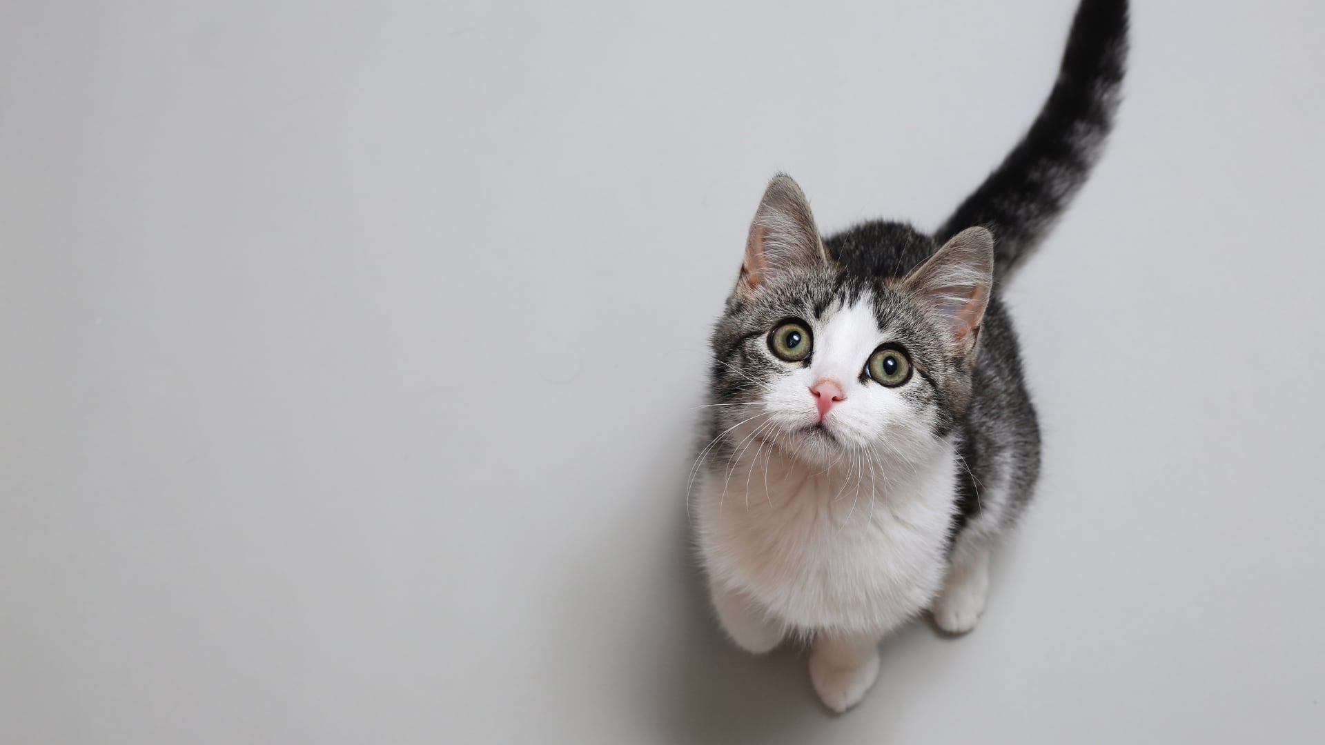 Gatos de interior presentan más bisfenol A en el pelo. Científicos vinculan el hallazgo con exposición constante en casas.