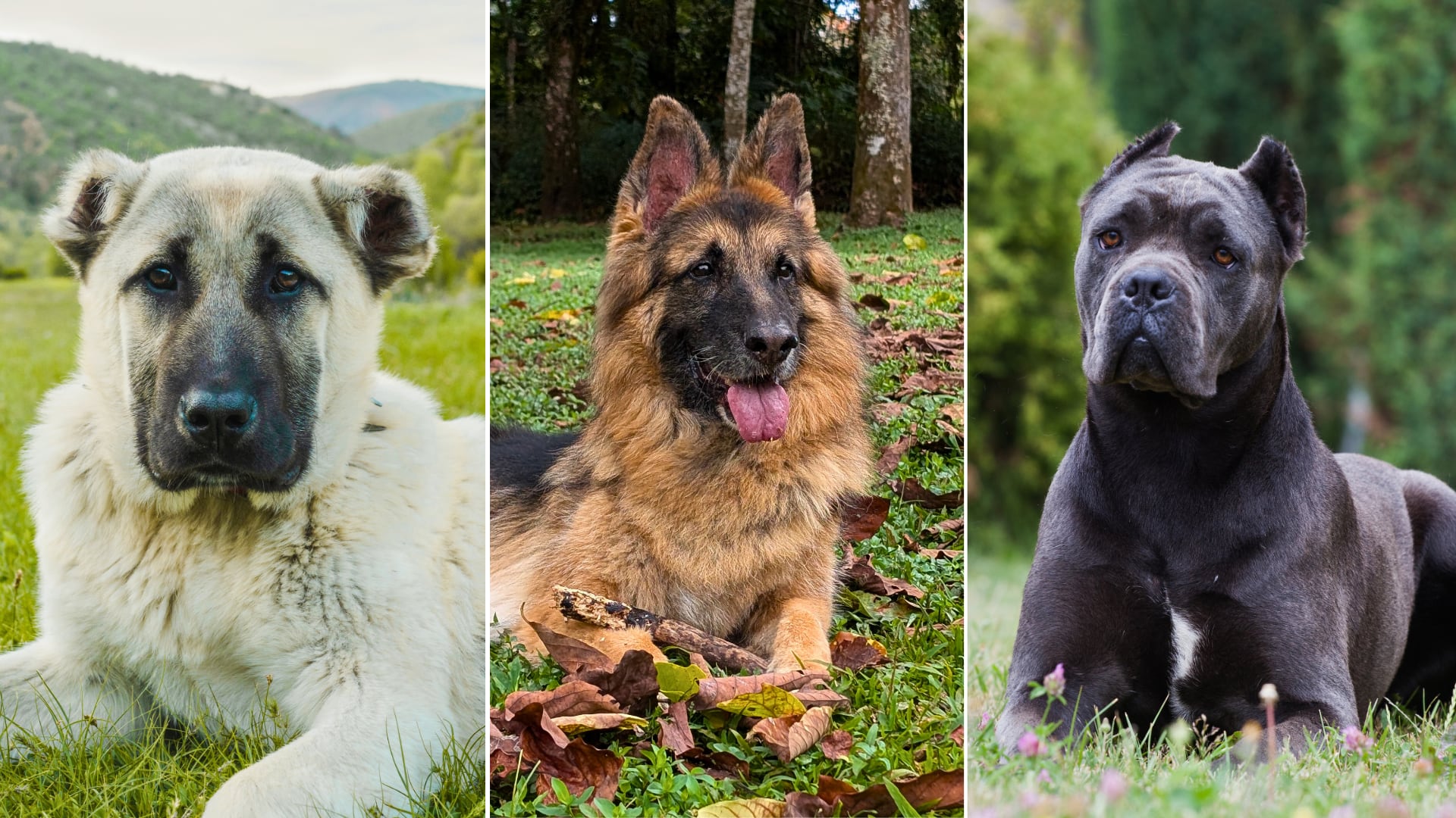 Un repaso por las razas de perros más poderosas del planeta, conocidas por su fuerza física, resistencia y relación cercana con las personas.