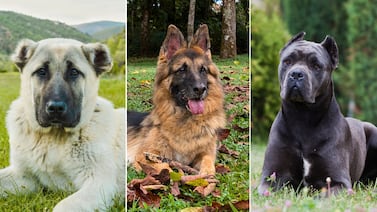 Gigantes de cuatro patas: conozca las 12 razas de perros más fuertes del mundo