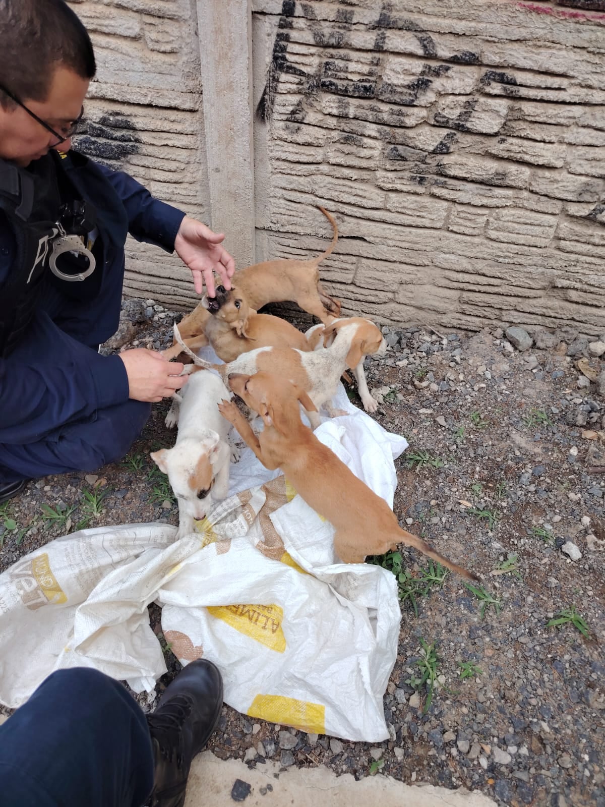 cachorros