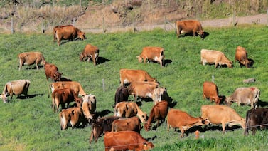 Sector ganadero solicita apoyo del próximo gobierno para exportar carne a la Unión Europea