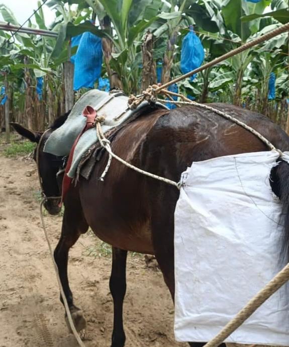 Cuatro vecinas de Guácimo de Limón crearon un emprendimiento para elaborar pañales para mulas que son empleadas en una finca bananera de la zona.