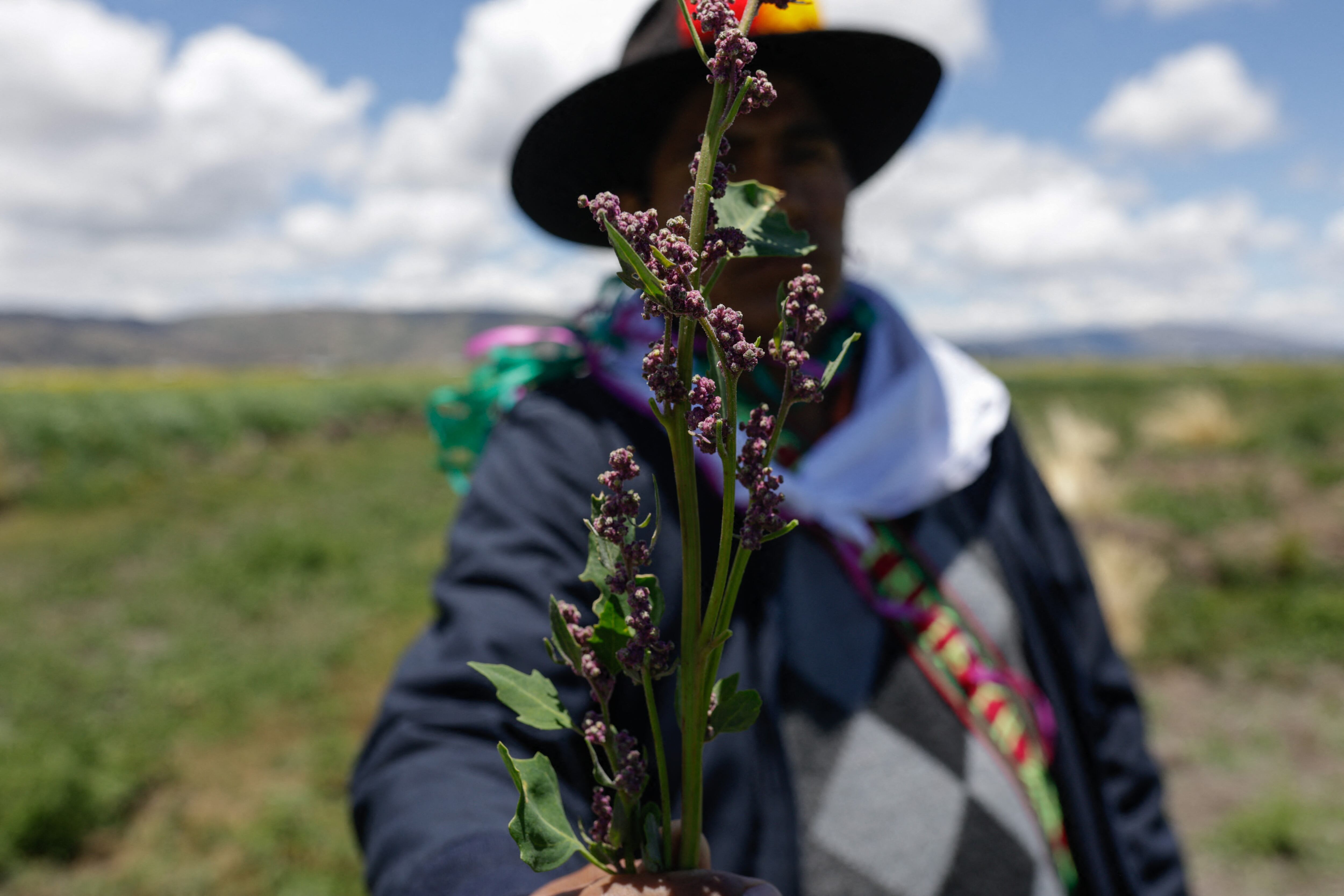Un campesino sostiene una rama de la planta de quinua cultivada utilizando la antigua técnica agrícola conocida como Waru Waru.