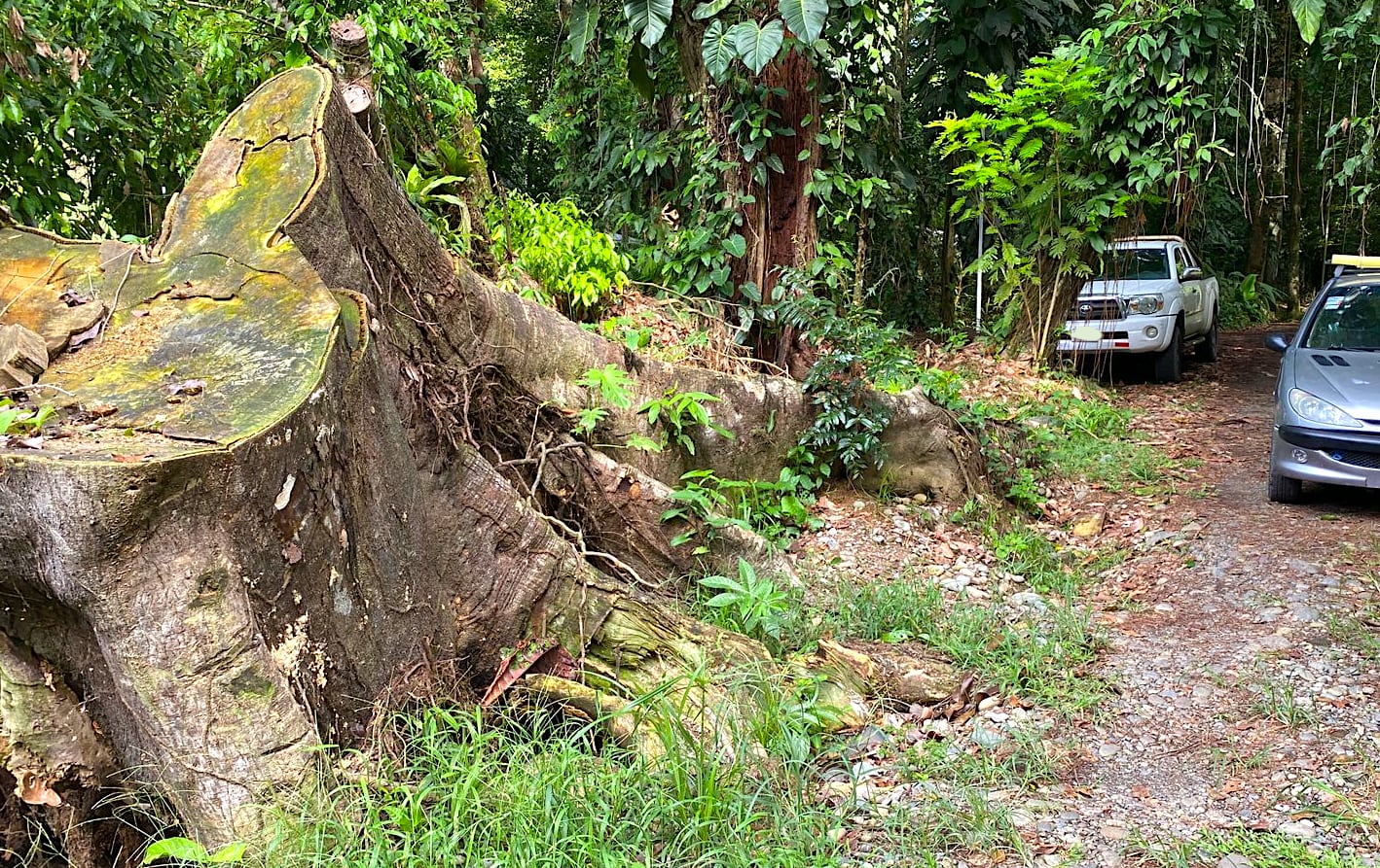 Parte del retiro de vegetación boscosa en una propiedad privada cerca del Refugio Gandoca-Manzanillo en el Caribe Sur cerca de la costa. Fotografía: Grupos Ambientalistas del Caribe Sur.