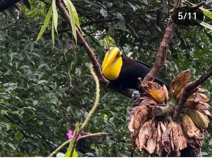 Imagen de un tucán subido en un árbol.