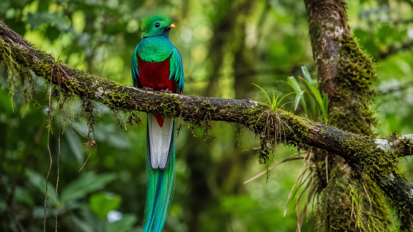 Tres países de América Latina aparecen en una selección internacional de los mejores destinos para observar aves. Descubra qué lugares fueron destacados y qué especies los convierten en referentes del aviturismo.