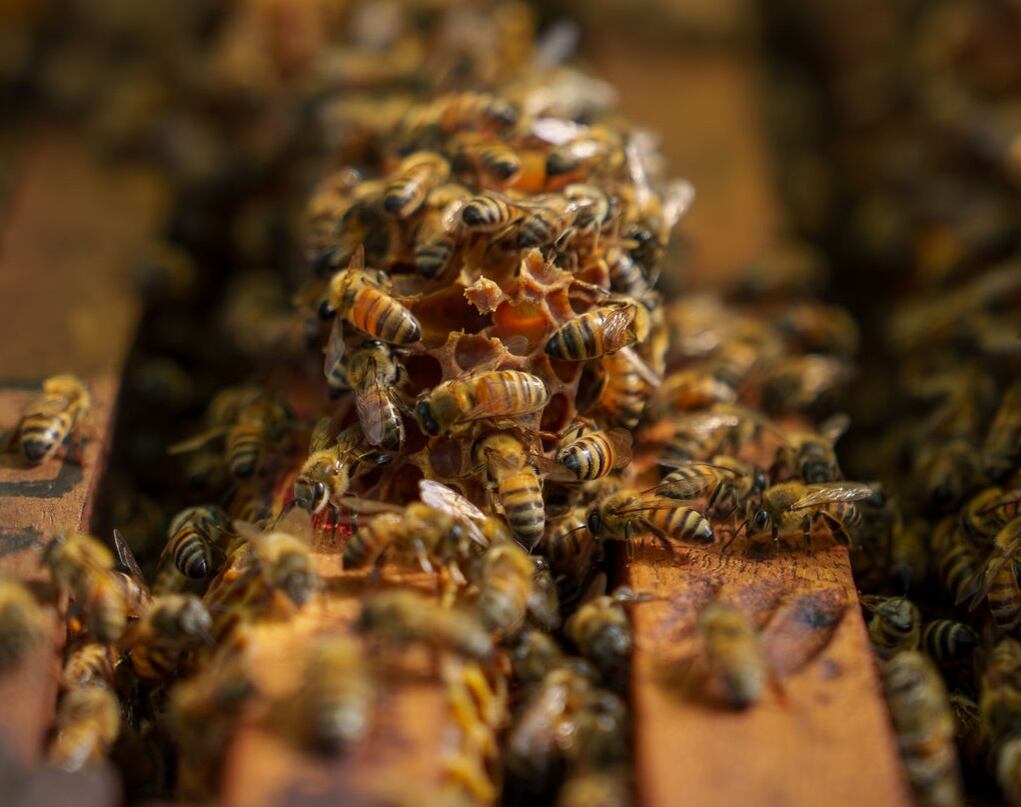 La Miel Reserva Conchal, de Guanacaste, fue premiada en los London Honey Awards 2025.