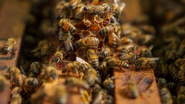 Alerta en La Uruca: ataque de abejas deja siete víctimas y despliegue de cuatro ambulancias