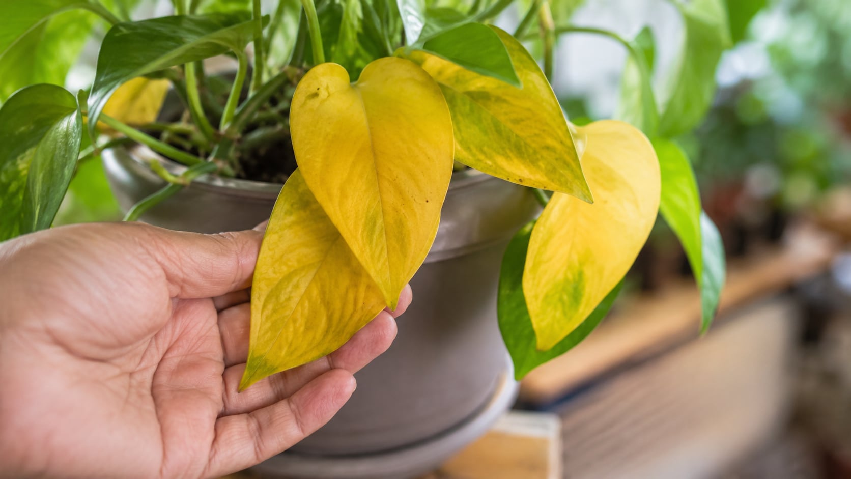 Las hojas amarillas pueden ser una señal de clorosis. Aprenda a detectar el origen del problema y conozca un remedio natural que sirve como complemento.