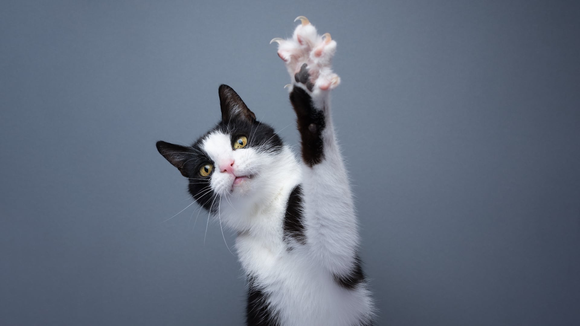 California prohíbe el declawing de gatos, generando controversia