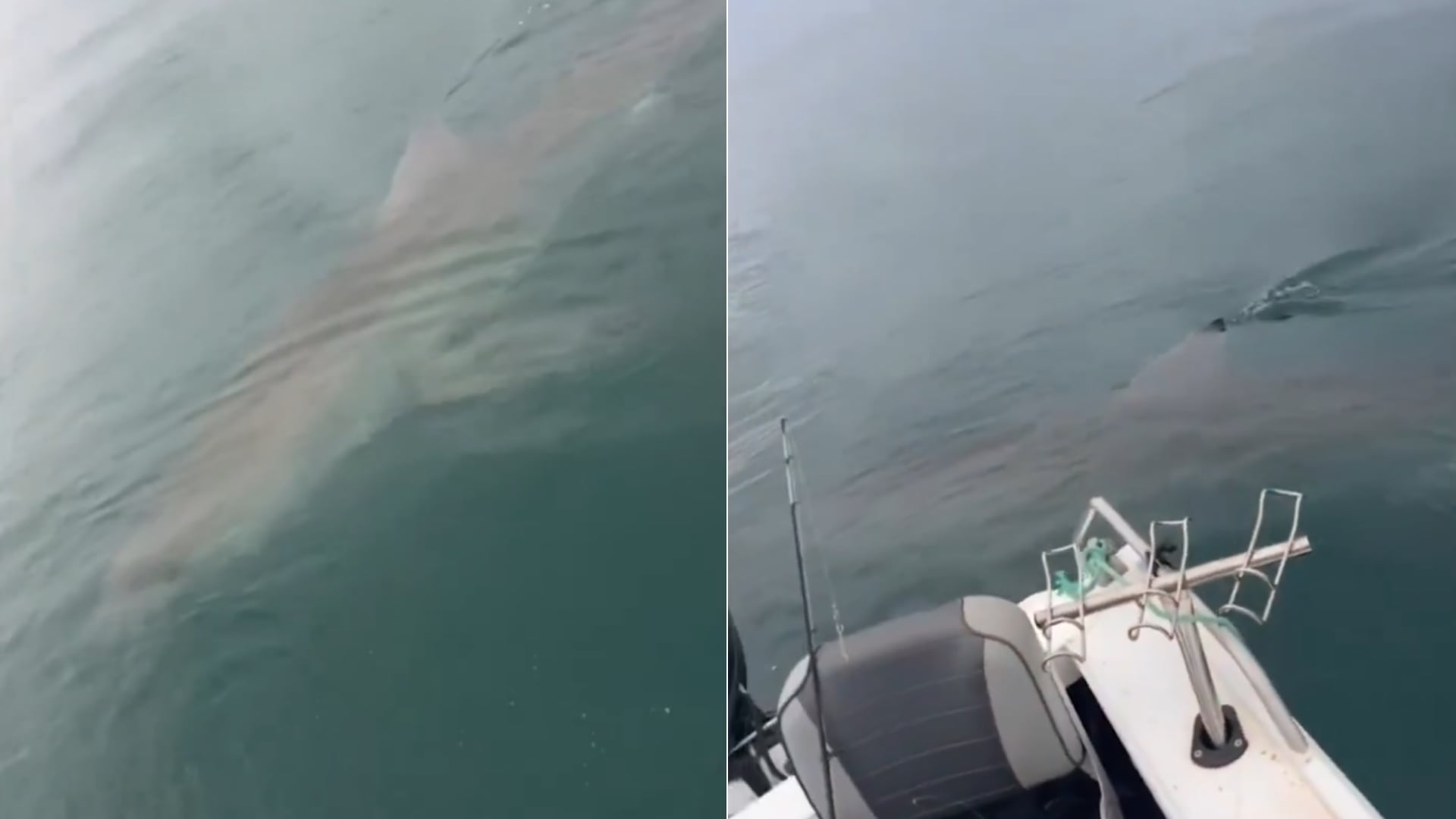Dos pescadores vivieron momentos de tensión cuando un enorme tiburón blanco giró alrededor de su embarcación en Australia.