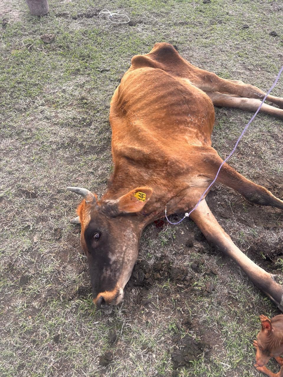 Animales debilitados permanecen en terrenos golpeados por la sequía y la falta de alimento.