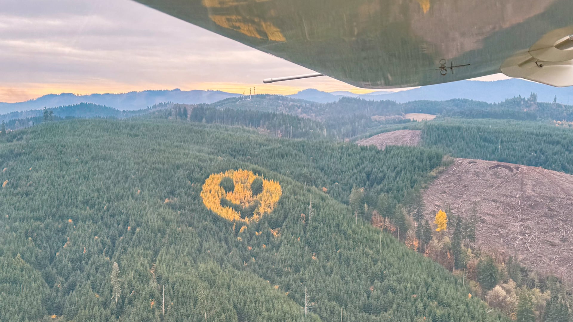 Ingenieros de Oregon plantaron un emoji forestal que cambia de color en otoño y podría durar hasta 50 años.