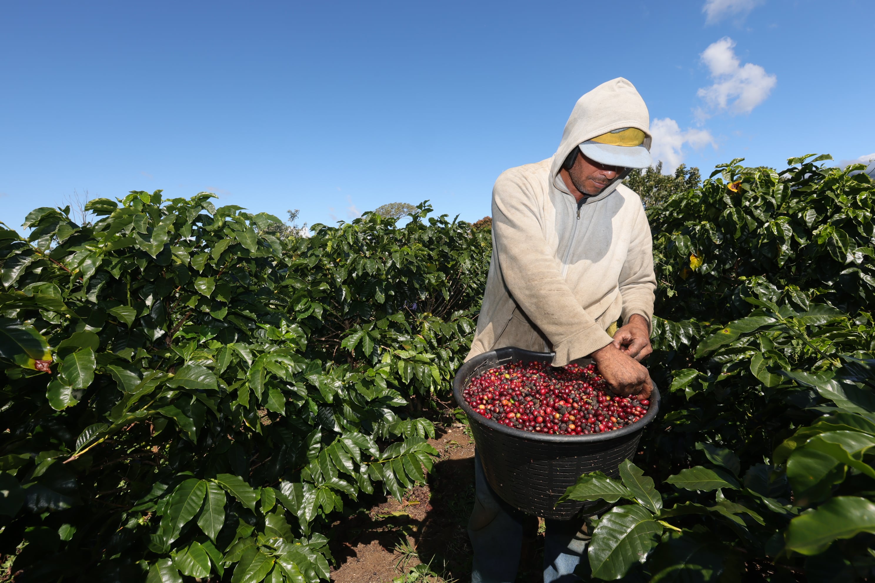 Campaña de la empresa Icafé Jale a coger café en Barva de Heredia / foto John Durán