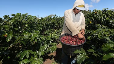 Esto paga coger café en Costa Rica