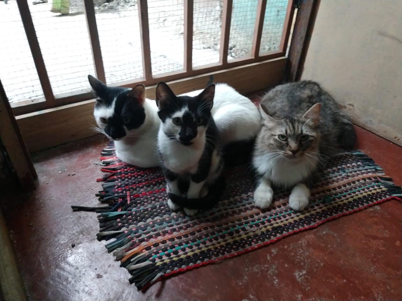 Ligia Taylor Mena, vecina de San Felipe de Alajuelita, nos cuenta cómo su gato Chuky le regaló amor y lecciones en tiempos de pandemia.