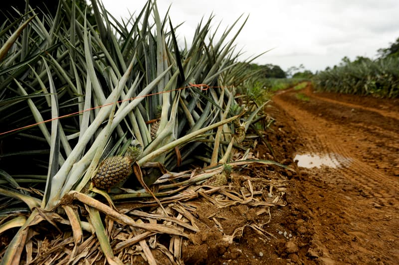 Los agroquímicos utilizados en las plantaciones de piña han contaminado los acuíferos en Siquirres, Limón. | LUIS NAVARRO /ARCHIVO